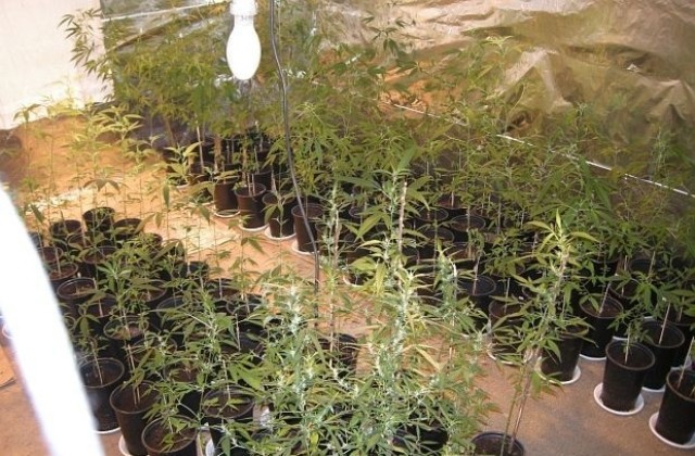 Гледат мерките на собственик на наркооранжерии и двама наркопласьори