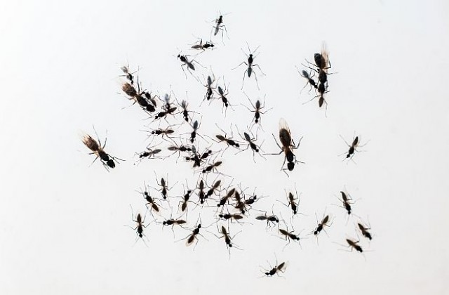 10 000 летящи мравки принудиха семейство да напусне дома си