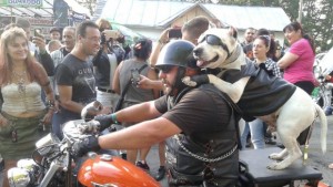 Стотици се заредиха с положителни емоции на мотосъбора на Осоговски