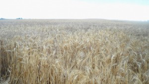 Изгоряха 90 дка пшеница