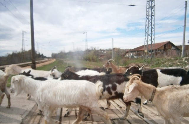 25 заразени животни с бруцелоза са установени в село Ракита