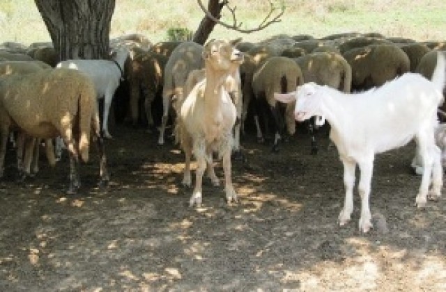 2 животни от стадата на Рилски манастир са заразени с бруцелоза