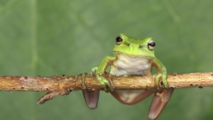 Болест по поповите лъжички застрашава бъдещето на жабите