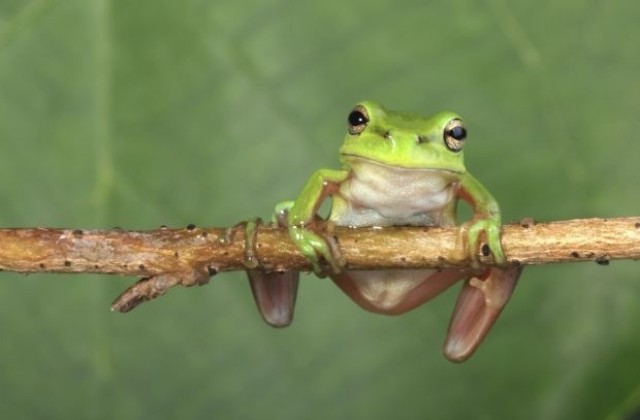 Болест по поповите лъжички застрашава бъдещето на жабите