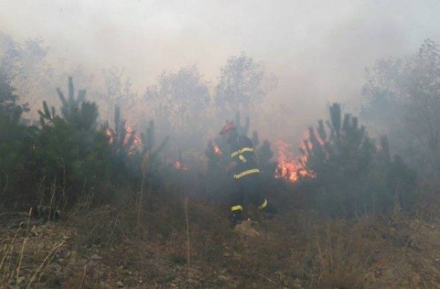 В Стара планина огнеборци и горски служители гасят пожар в борова гора