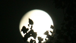 Днес е пикът на метеорния дъжд на Персеидите