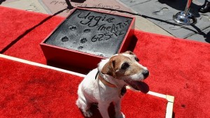 Почина териерът Уги найизвестното куче в Холивуд