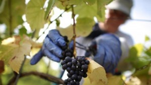 Сезонните работници няма да бъдат лишавани от социални помощи