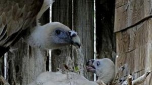 Белоглавото лешоядче Мишел от Врачански Балкан се развива добре