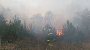 Пожар изпепели пет декара гора край Въглевци пламъците са потушени