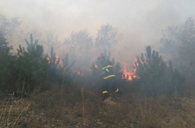 Пожар изпепели пет декара гора край Въглевци, пламъците са потушени