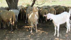 Денонощно КПП спира животните от и за Рилския манастир за