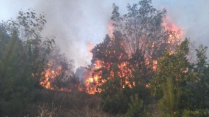 Огромен пожар гори край Благоевград