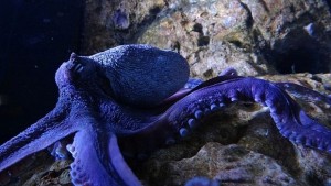 Извънземният геном на октоподите изненада учените