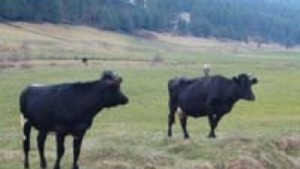 Община Кюстендил отдава под наем и аренда пасища и мери