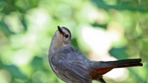 Апликация ни помага да разпознаем песнопойните птици по трелите им