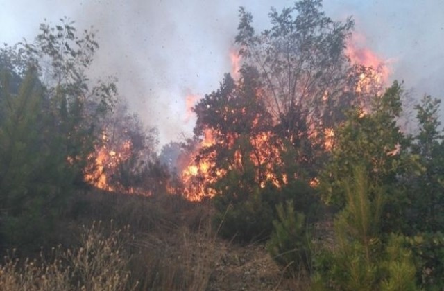Министър Танева: Близо 16 000 декара горски територии в страната засегнати от пожари