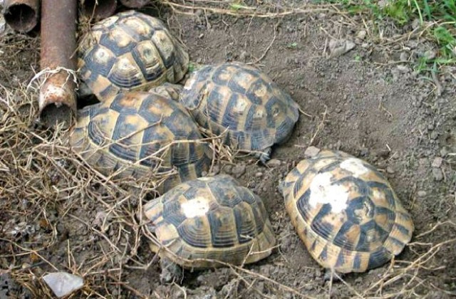 Спасиха от плен близо 700 костенурки