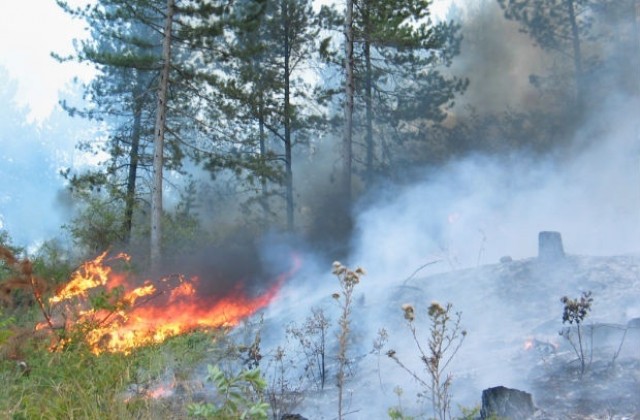 Задържаха 25-годишен, подпалил борова гора край Хасково