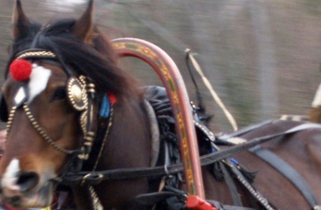 Полицията залови конекрадец с множество присъди