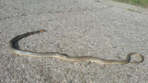 Пожарникари вадиха змия от селска къща