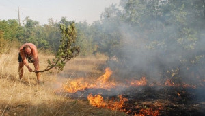 Горя 10 дка широколистна гора край с Щит