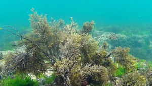 Гръцки кораб ще изследва акваторията на Черно море под българска