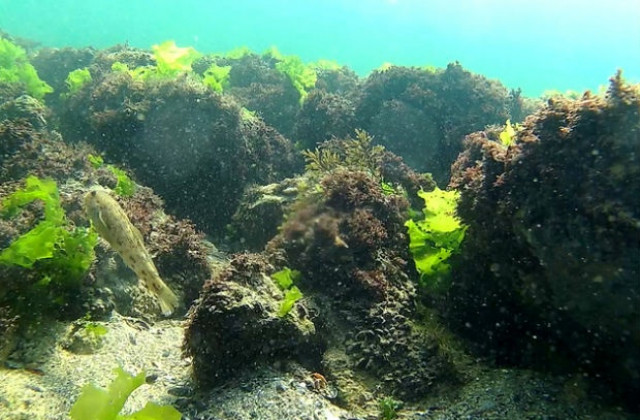 Гръцки кораб ще изследва акваторията на Черно море под българска юрисдикция