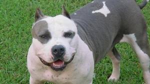 Питбул нахапа полицай докато арестуваха стопанина му