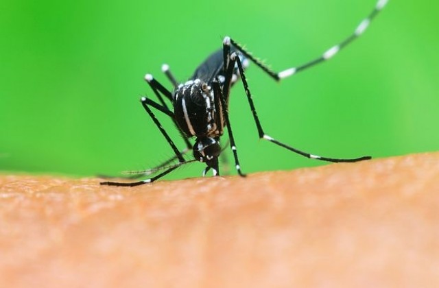 Колко кръв пият комарите и други любопитни факти за кръвопийците