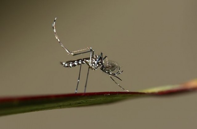 Опасни комари се появиха в Париж