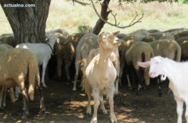 Над 2 100 са изследваните за бруцелоза животни, болните са 192