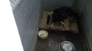 Природозащитници след посещение в кучкарника Вътре е страшно СНИМКИ