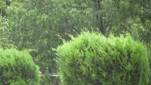 Дърво падна върху къща в петричко село и рани възрастна