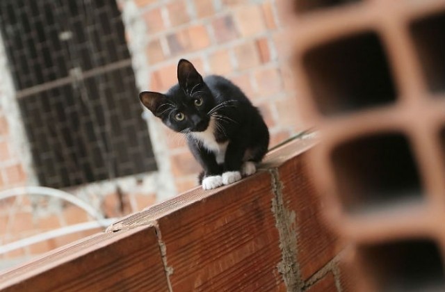 Огнеборци измъкнаха коте от необитаем балкон, обезопасиха свлачище край къща