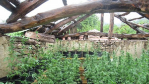 177 растения канабис открити в дома на криминално проявен