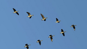 Туристи наблюдават птици и диви кози край Борино