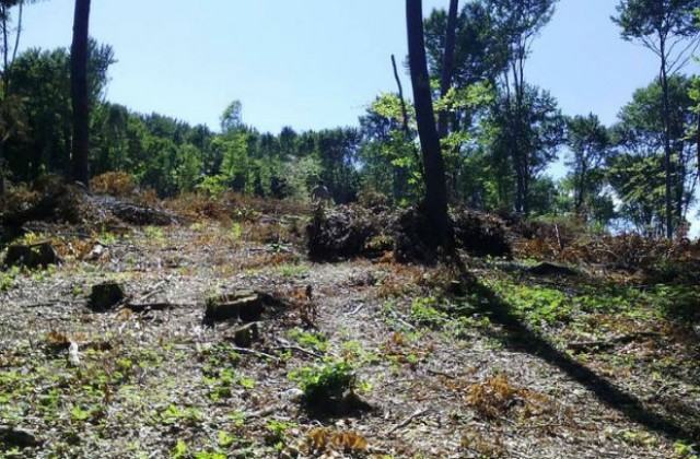 Незаконна сеч на десетки декара гори край Пирдоп