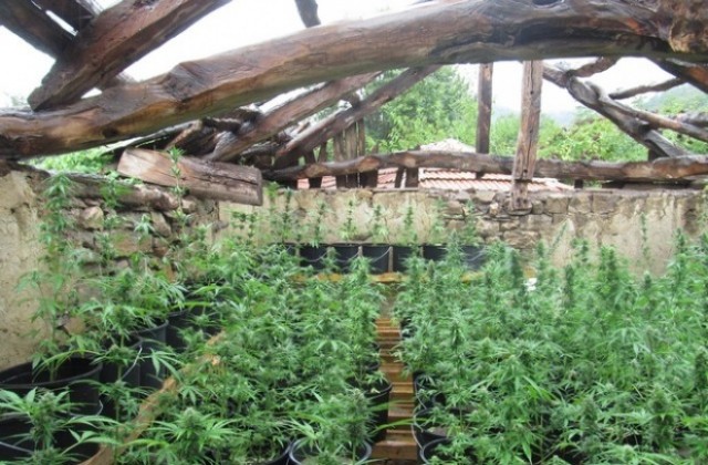 Втори мъж с обвинение за отглеждане на канабис във Ветринци