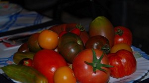 Мъж от Балчик отглежда над 200 сорта необичайни домати
