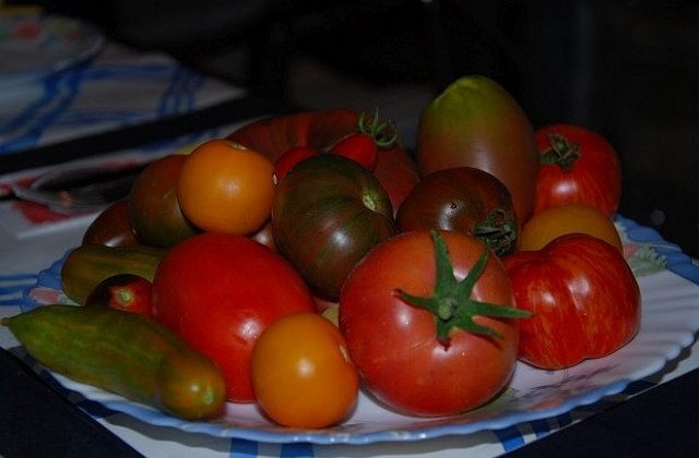 Мъж от Балчик отглежда над 200 сорта необичайни домати