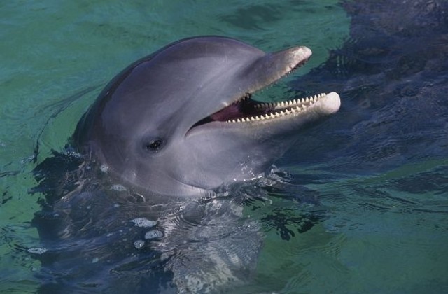 Ден на делфините организират на варненското пристанище