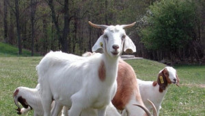 Изследват за бруцелоза и домашните кучета и свине в Рила