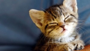 Пожарникари спасиха коте паднало в шахта