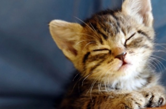 Пожарникари спасиха коте, паднало в шахта