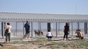 Видин има вече приют за безстопанствени кучета