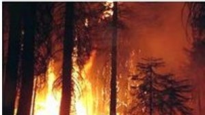 Голям пожар в землището на Фролош гори над 100 дка