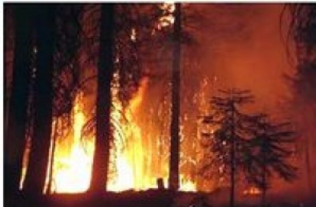 Голям пожар в землището на Фролош, гори над 100 дка иглолистна гора