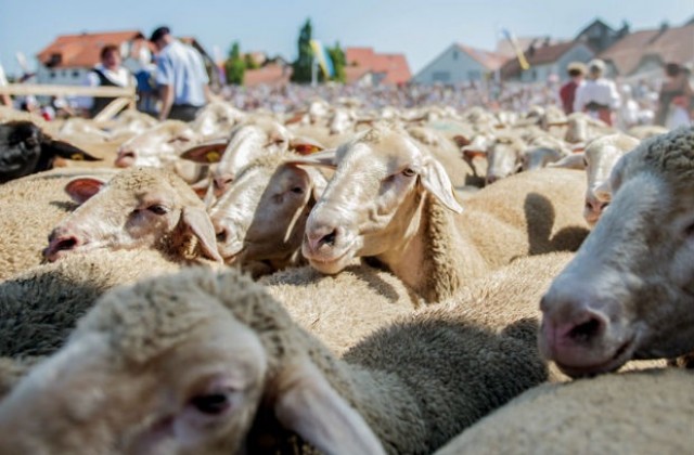 Овчари мерят сили на състезание в Германия