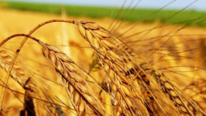 9 спецоперации по опазване на селскостопанската продукция проведе шуменската полиция